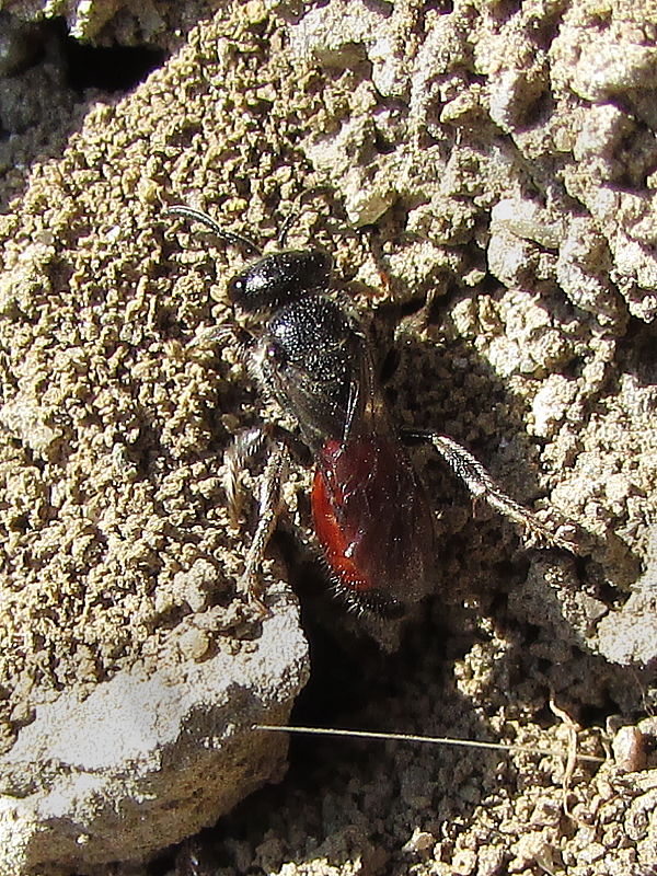 ruděnka obecná Sphecodes ephippius