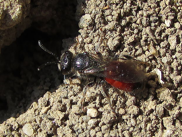 ruděnka obecná Sphecodes ephippius