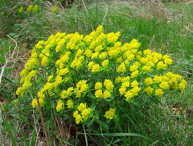 mliečnik mnohofarebný Tithymalus epithymoides (L.) Klotzsch et Garcke