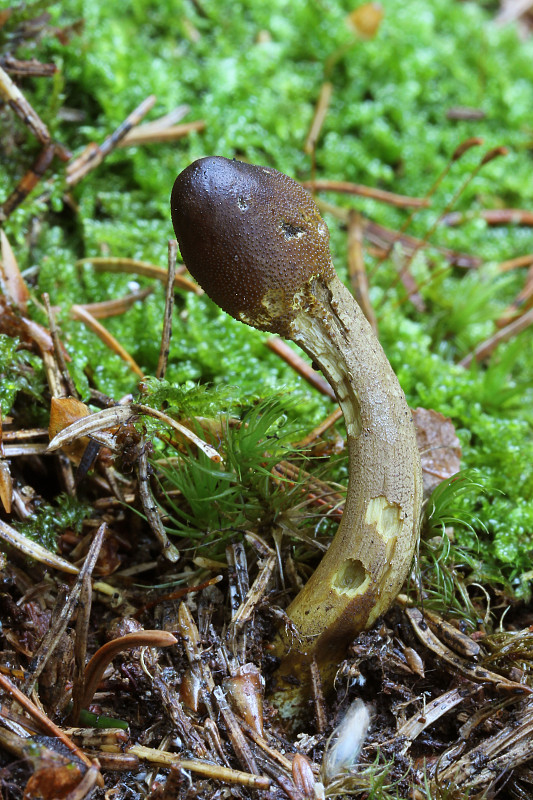 žezlovka hlavičkatá Tolypocladium capitatum (Holmsk.) Quandt, Kepler & Spatafora