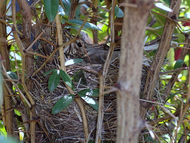 drozd plavý  Turdus philomelos