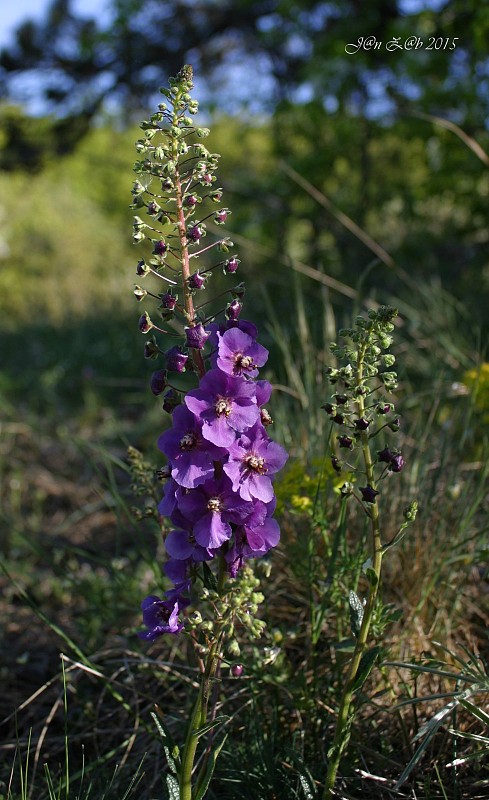 divozel tmavočervený Verbascum phoeniceum L.