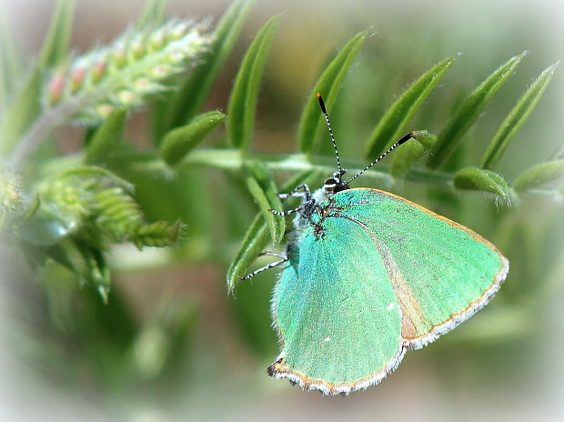 ostrôžkár černicový   Callophrys rubi