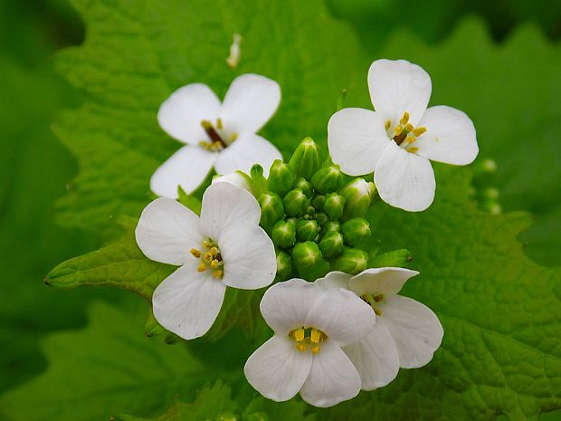 cesnačka lekárska Alliaria petiolata (M. Bieb.) Cavara et Grande