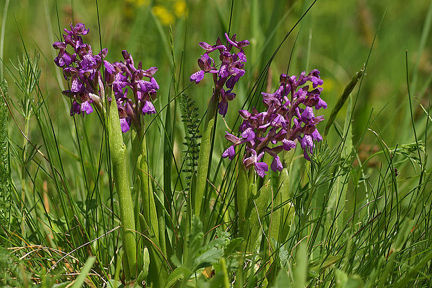 červenohlav obyčajný Anacamptis morio (L.) R. M. Bateman, A. M. Pringeon & M. W. Chase