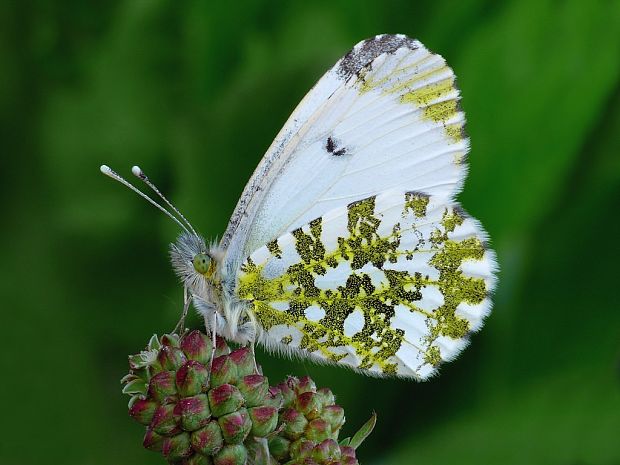 mlynárik žeruchový (sk) / bělásek řeřichový (cz) Anthocharis cardamines Linnaeus, 1758