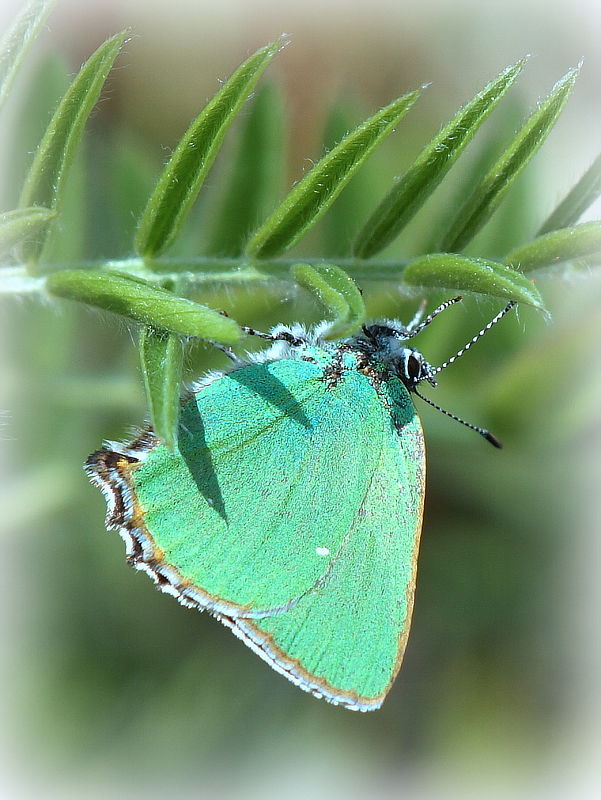 ostrôžkár černicový Callophrys rubi