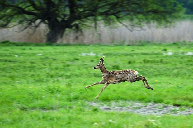 srnec lesný Capreolus capreolus