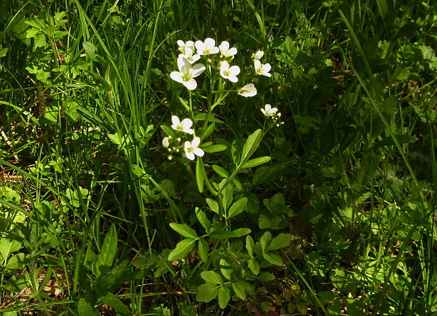 žerušnica horká Cardamine amara L.