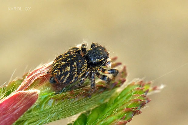 skákavka Carrhotus xanthogramma