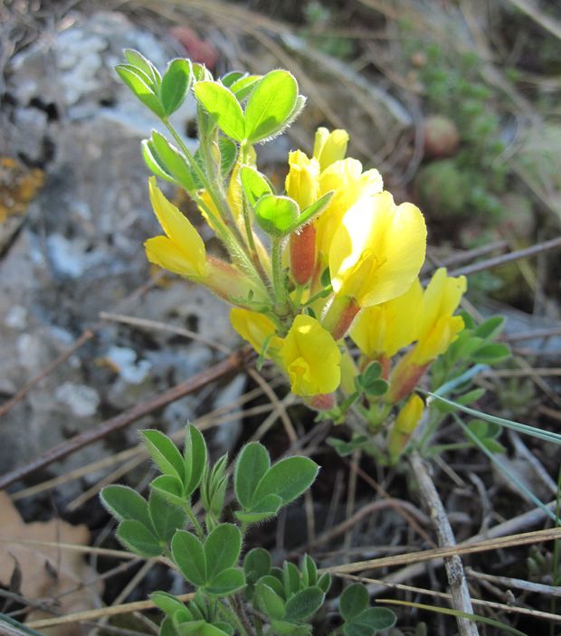 zanoväť trojkvetá Chamaecytisus hirsutus (L.) Link