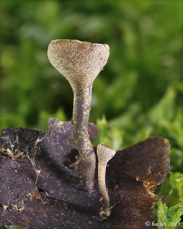 jahňadka hrdzavá Ciboria rufofusca (O. Weberb.) Sacc.