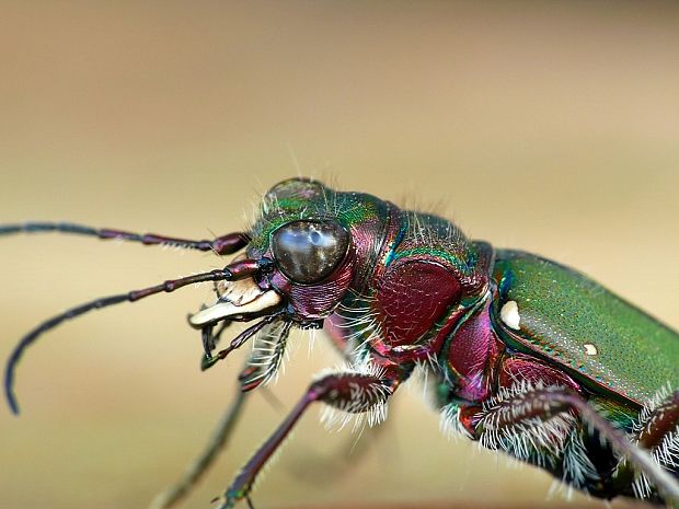 svižník poľný (sk) / svižník polní (cz) Cicindela campestris Linnaeus, 1758