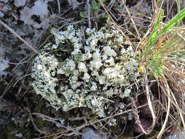 dutohlávka Cladonia foliacea (Huds.) Willd.