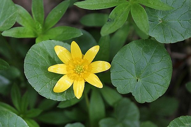 blyskáč záružľolistý Ficaria calthifolia Rchb.