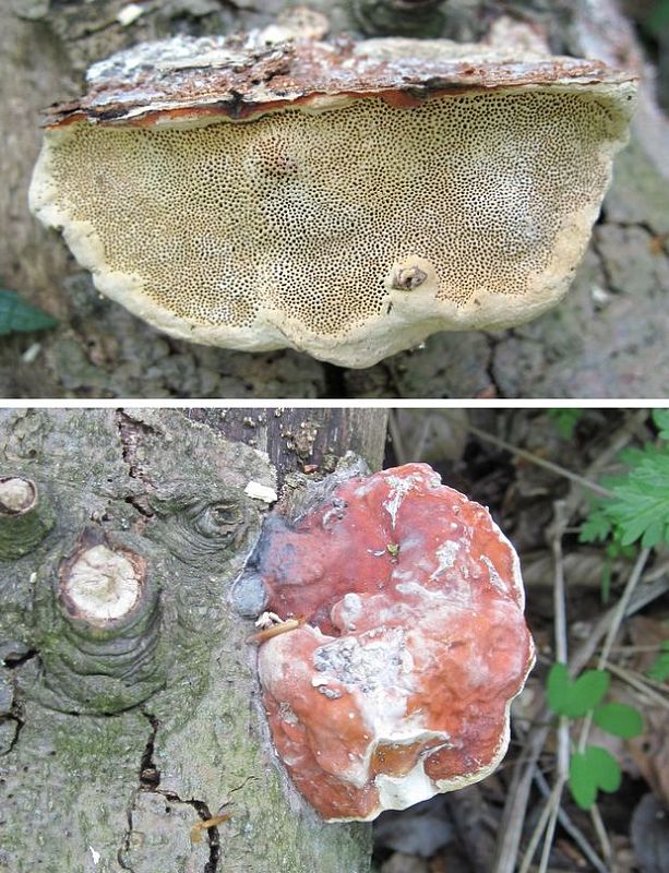 lesklokôrovka Ganoderma sp.