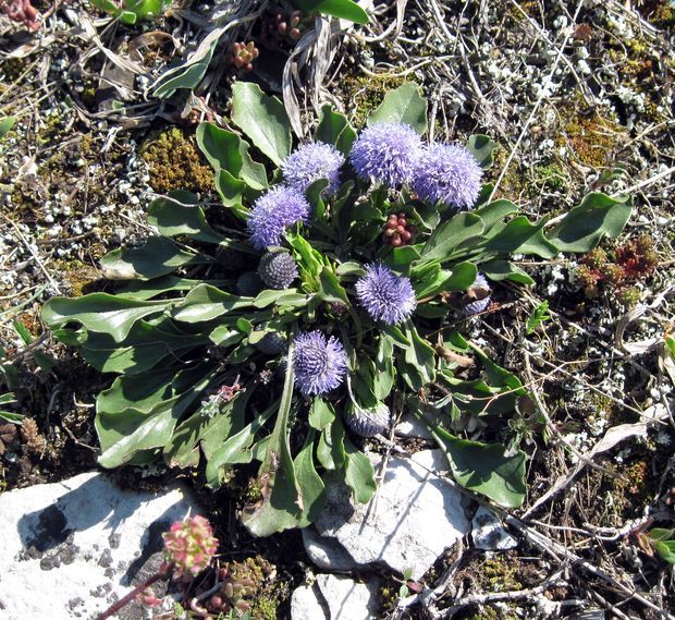 guľôčka bodkovaná Globularia punctata Lapeyr.