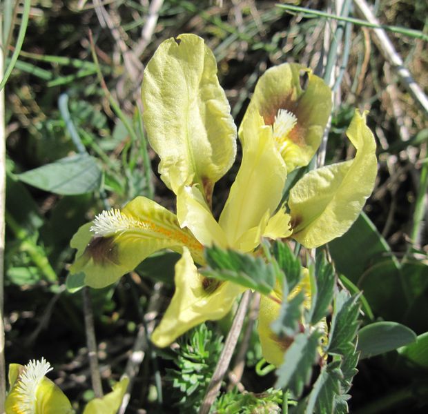 kosatec nízky Iris pumila L.