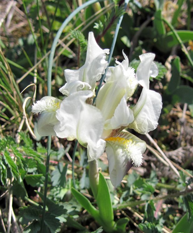 kosatec nízky Iris pumila L.