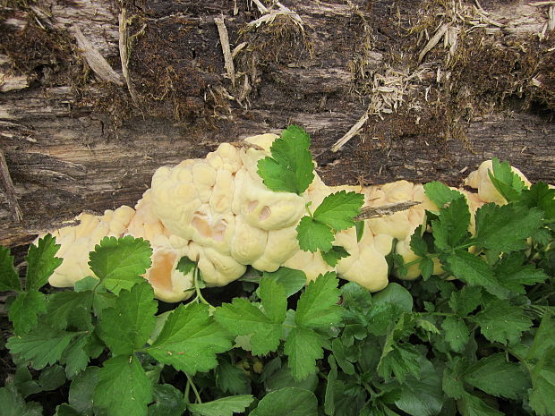 sírovec obyčajný Laetiporus sulphureus (Bull.) Murrill