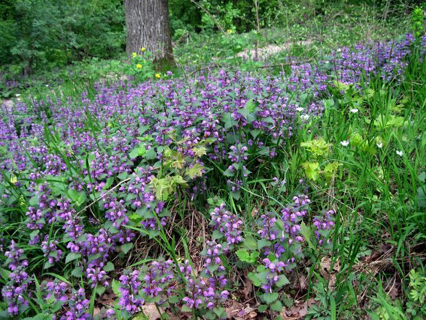 hluchavka škvrnitá Lamium maculatum L.