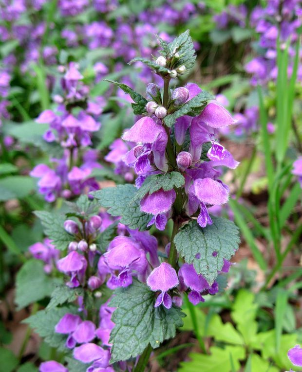 hluchavka škvrnitá Lamium maculatum L.