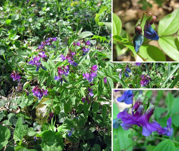 hrachor jarný Lathyrus vernus (L.) Bernh.