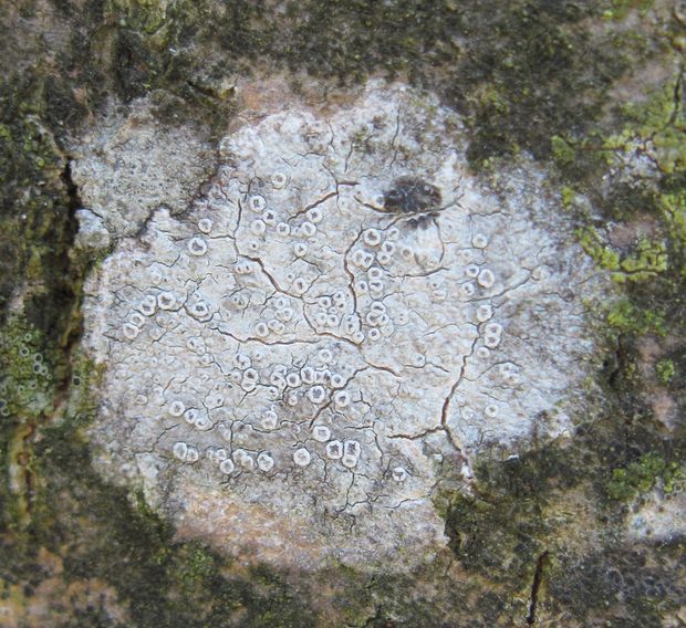 lekanora hrabová Lecanora carpinea (L.) Vain.