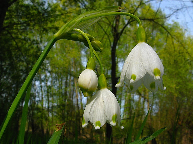 bleduľa letná Leucojum aestivum L.