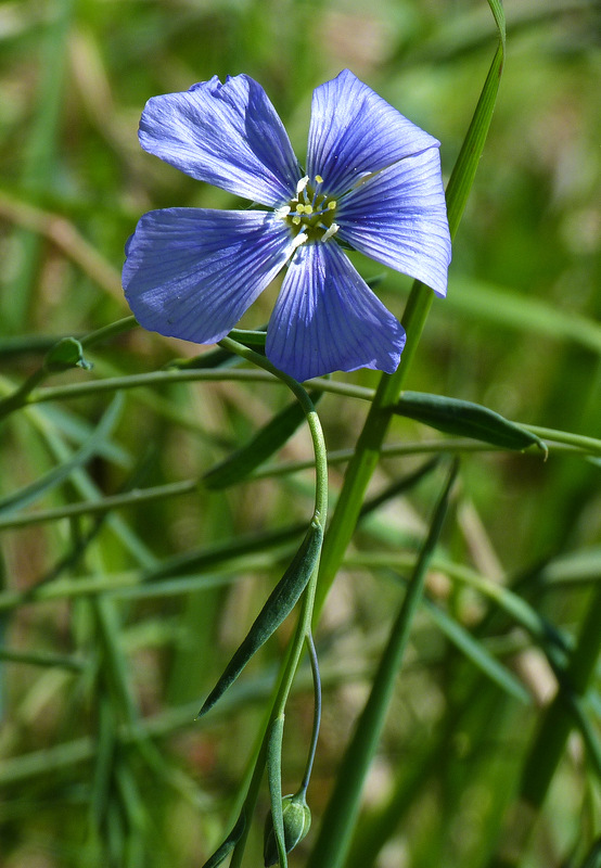 ľan rakúsky Linum austriacum L.