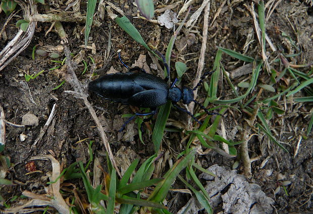 májka obecná Meloe proscarabaeus