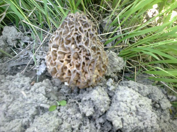 smrčok jedlý Morchella esculenta (L.) Pers.