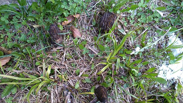 smrčok Morchella sp.