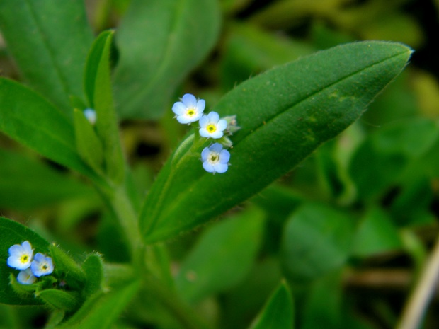 nezábudka riedkokvetá Myosotis sparsiflora Mikan ex Pohl