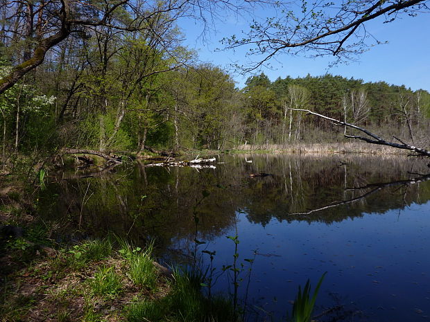 Červený rybník Národná prírodná rezervácia