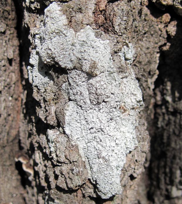 pertusária belavá Pertusaria albescens var. albescens (Huds.) M. Choisy & Werner