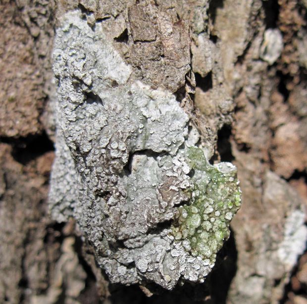 pertusária belavá Pertusaria albescens var. albescens (Huds.) M. Choisy & Werner