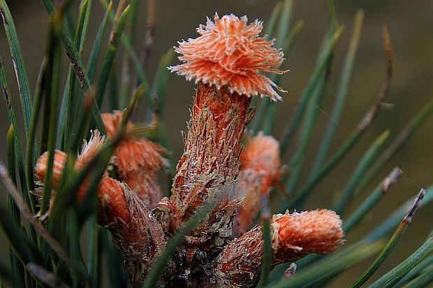 borovica lesná Pinus sylvestris? L.