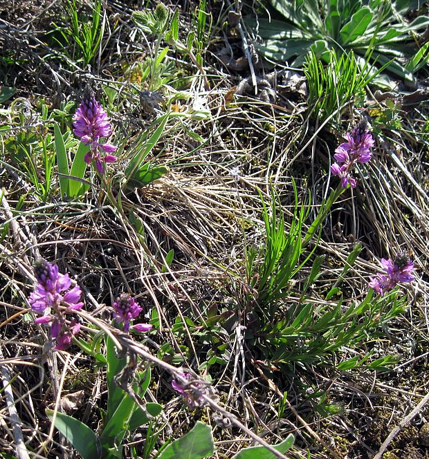 horčinka chochlatá Polygala comosa