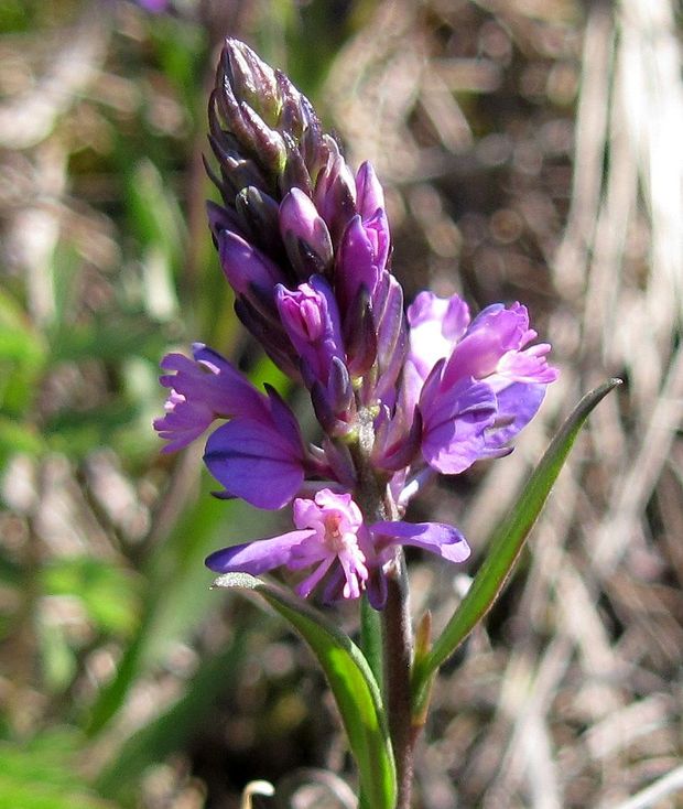 horčinka chochlatá Polygala comosa