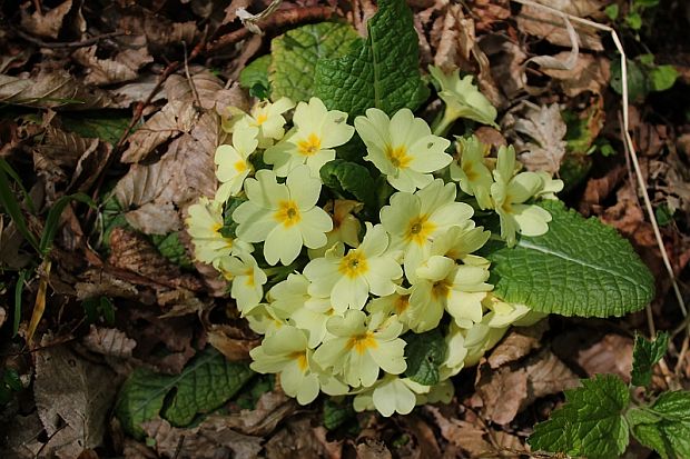 prvosienka bezbyľová Primula acaulis (L.) L.