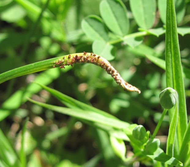 hrdza bledavková Puccinia liliacearum Duby