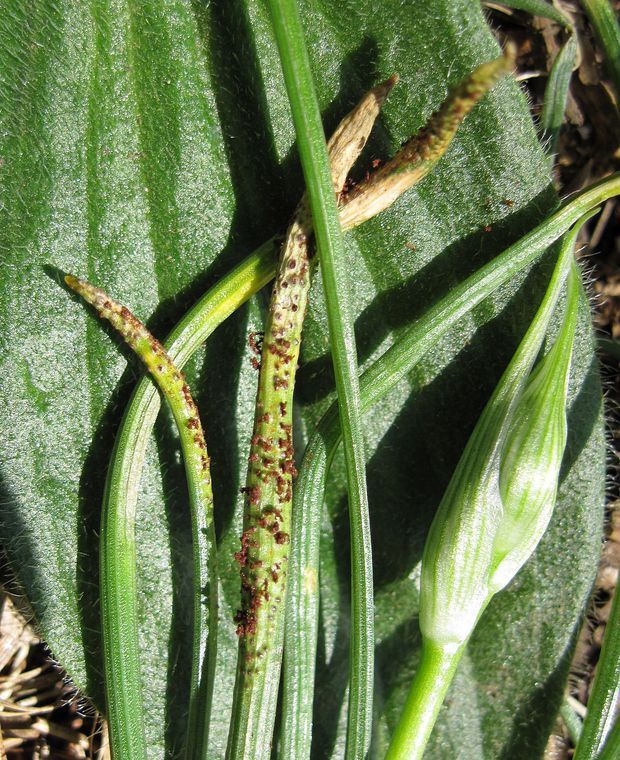 hrdza bledavková Puccinia liliacearum Duby