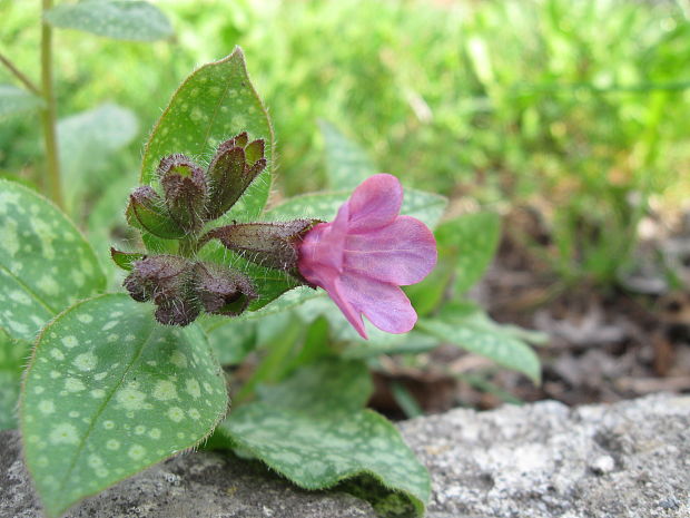 pľúcnik lekársky Pulmonaria officinalis L.