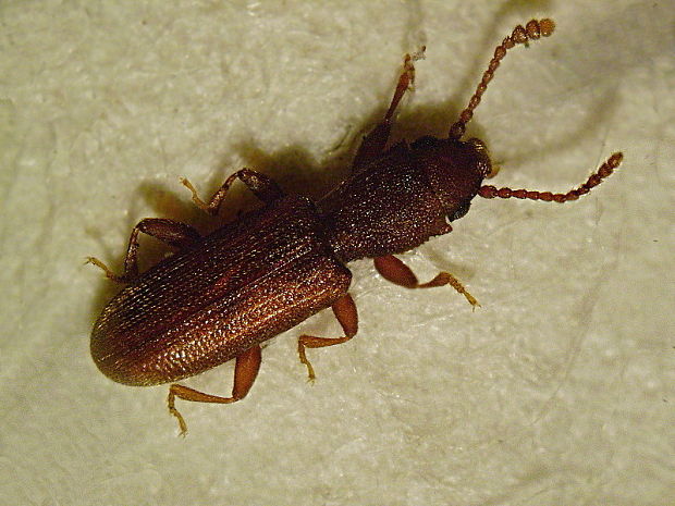 lesák  (cz) Silvanus unidentatus Fabricius, 1792