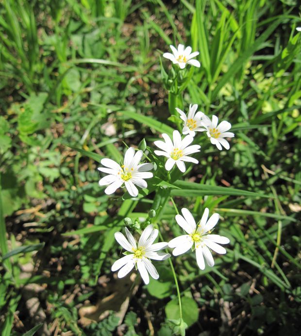 hviezdica veľkokvetá Stellaria holostea L.