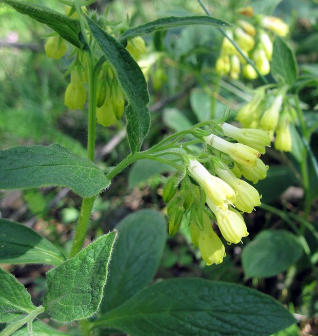 kostihoj hľuznatý Symphytum tuberosum L.