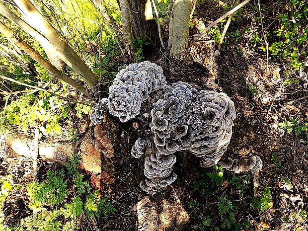 trúdnikovec pestrý Trametes versicolor (L.) Lloyd