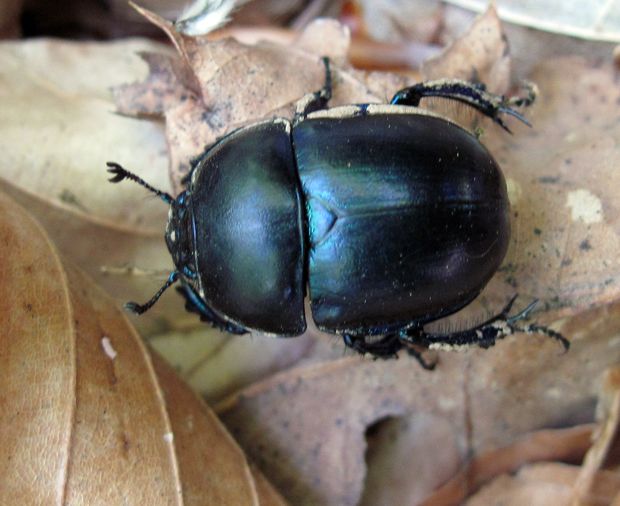 lajniak hladký Trypocopris vernalis L.