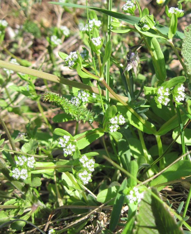 valeriánka  Valerianella sp.